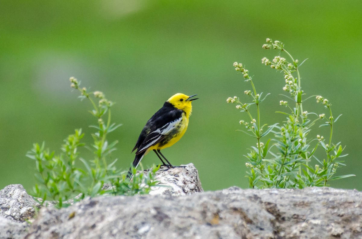 Citrine Wagtail - Zagham  Awan