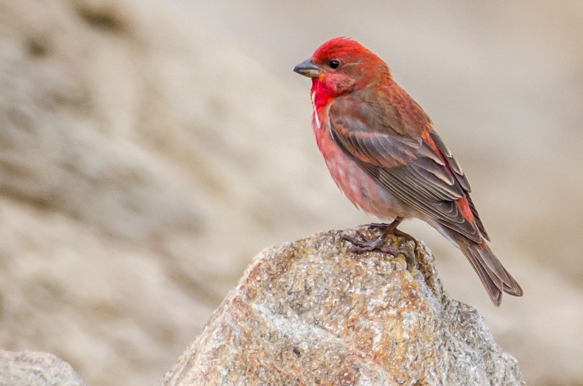 Common Rosefinch - ML353438951