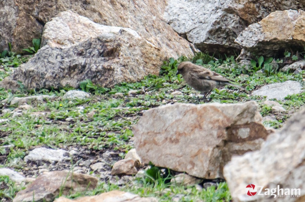 Plain Mountain Finch - ML353439041