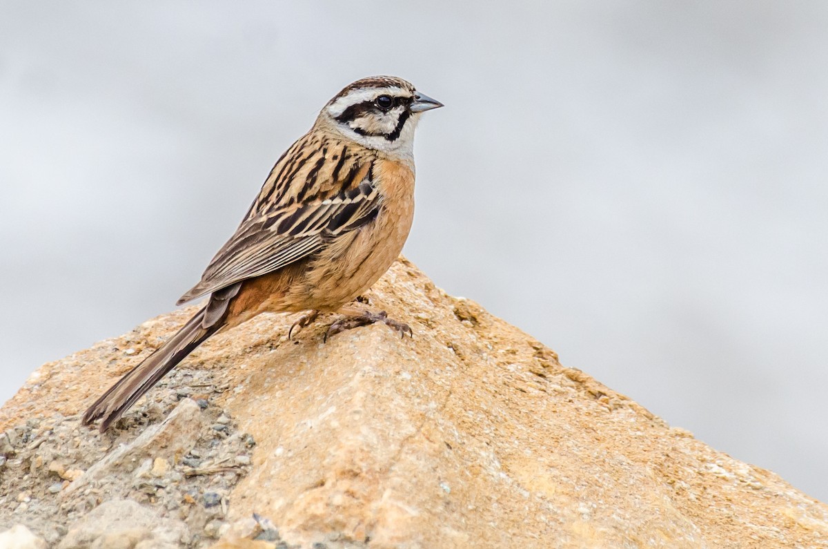 Rock Bunting - Zagham  Awan