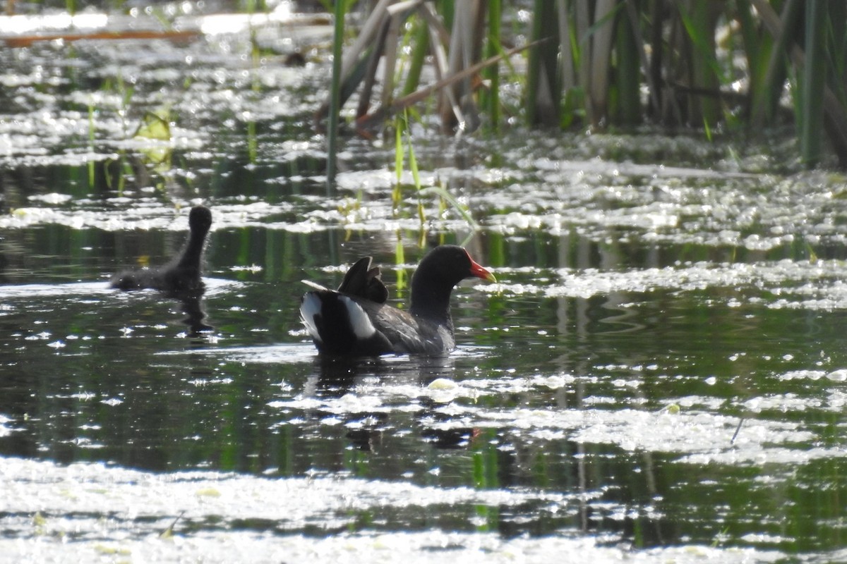 Gallinule d'Amérique - ML353439391