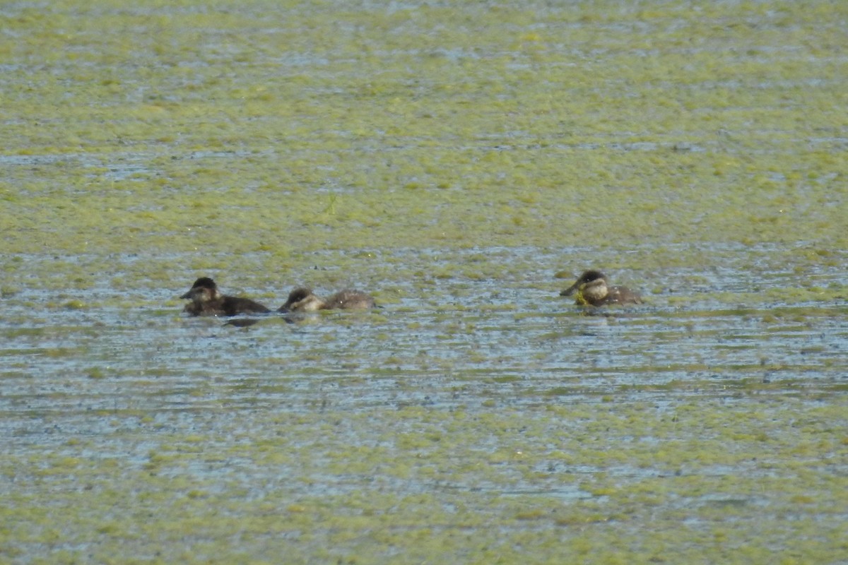 Ruddy Duck - ML353439831