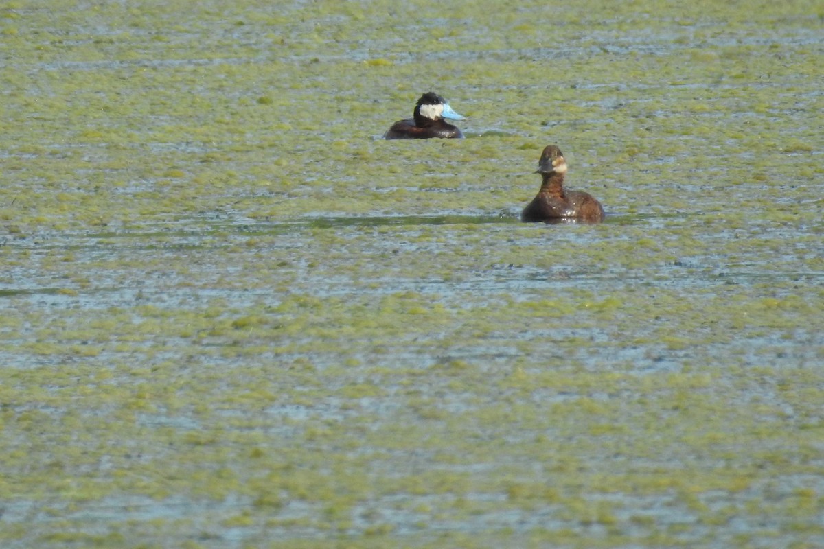 Ruddy Duck - ML353439841