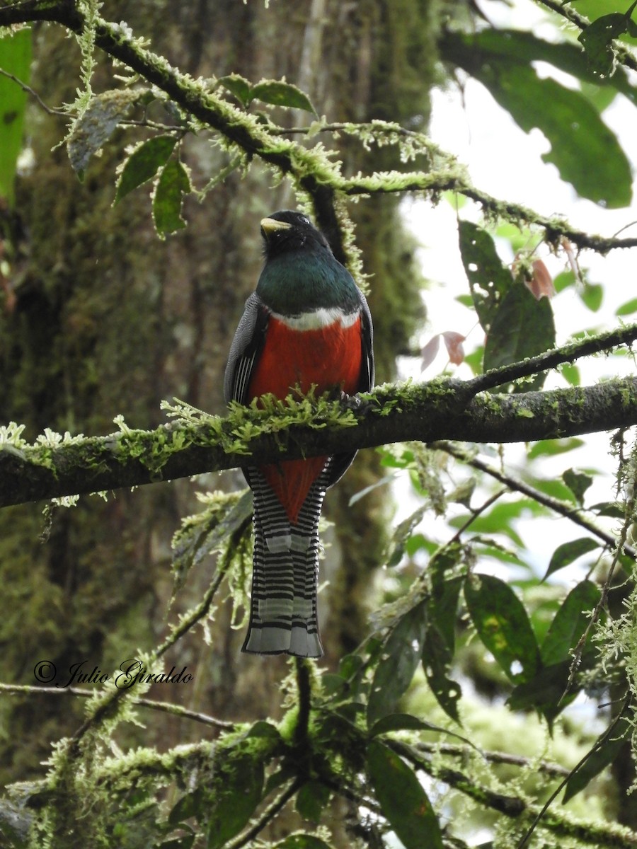 trogon límcový - ML353439941