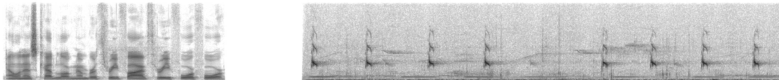 brednebbtodi - ML35344