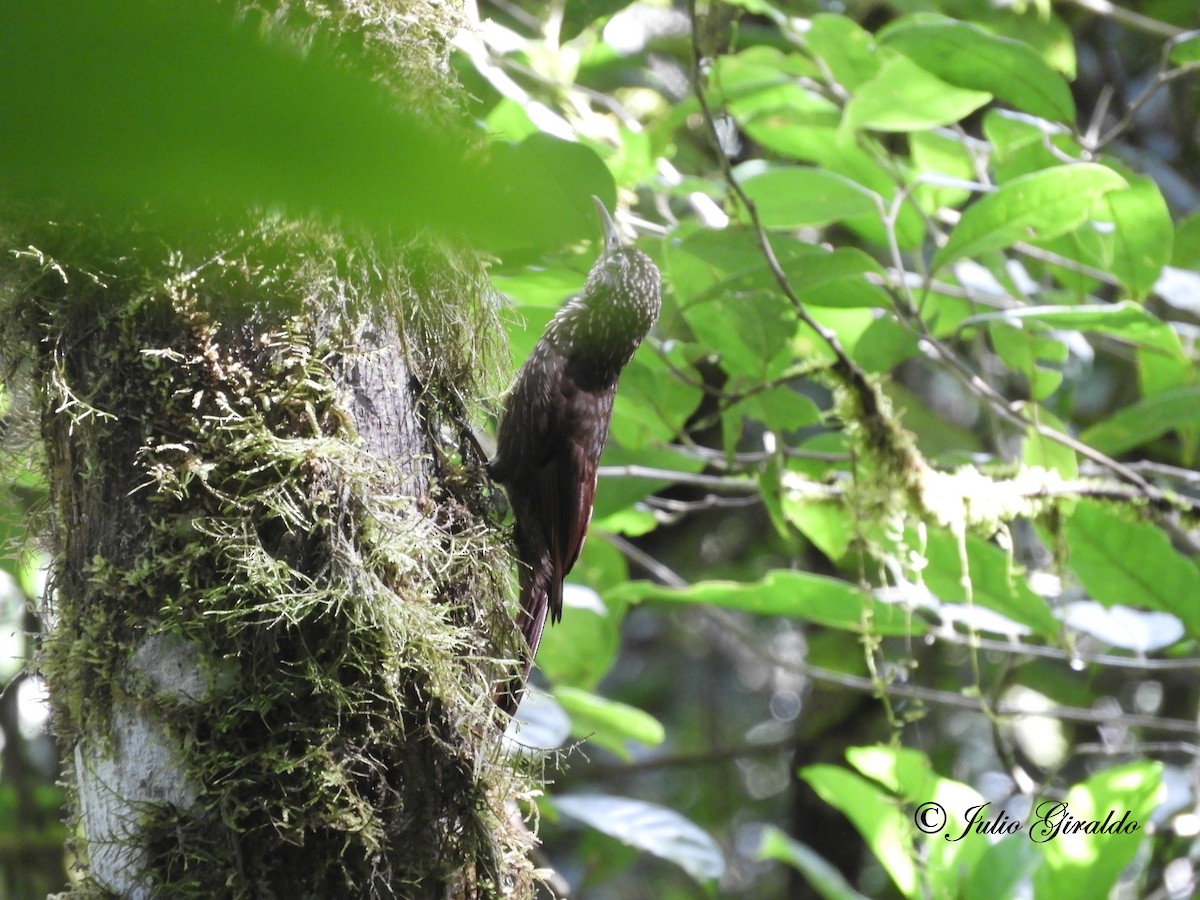 Olive-backed Woodcreeper - ML353440041