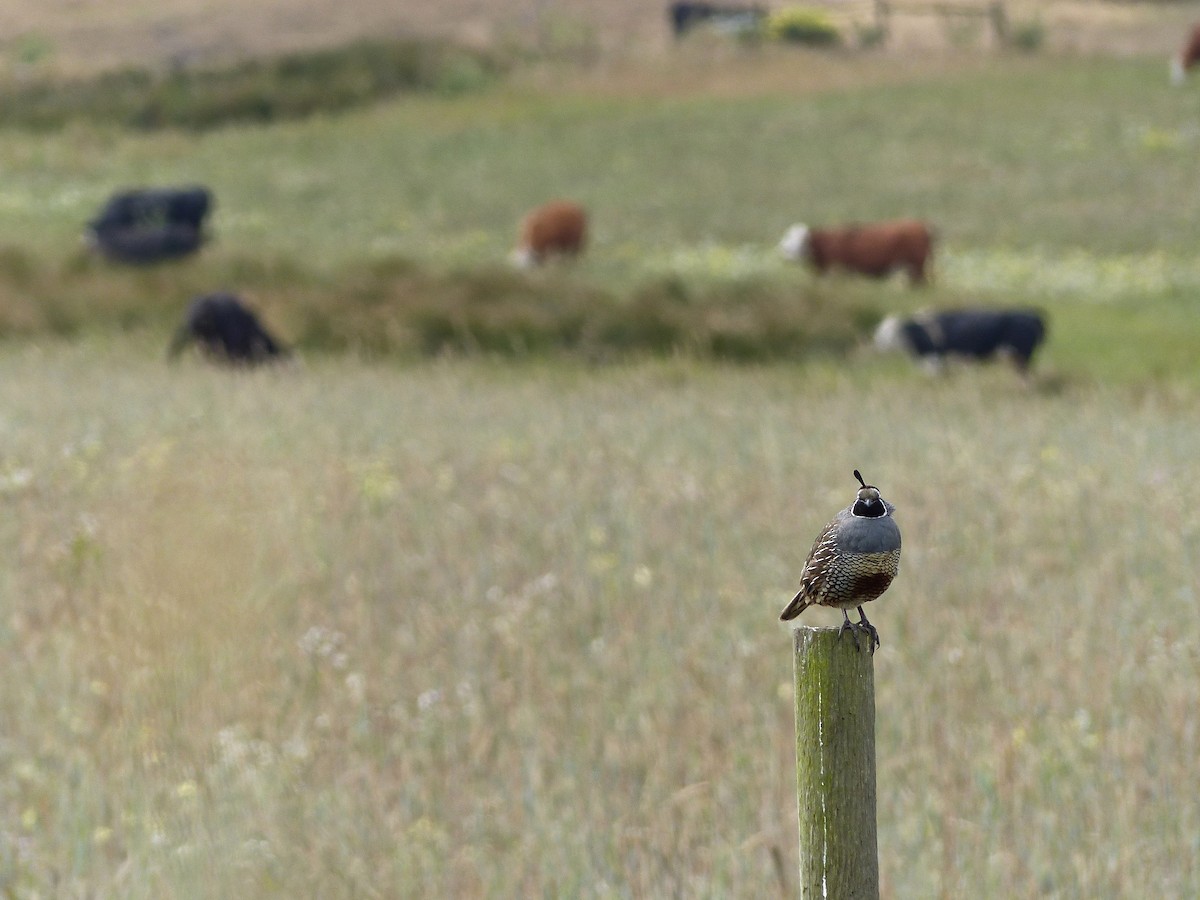 California Quail - ML35344021