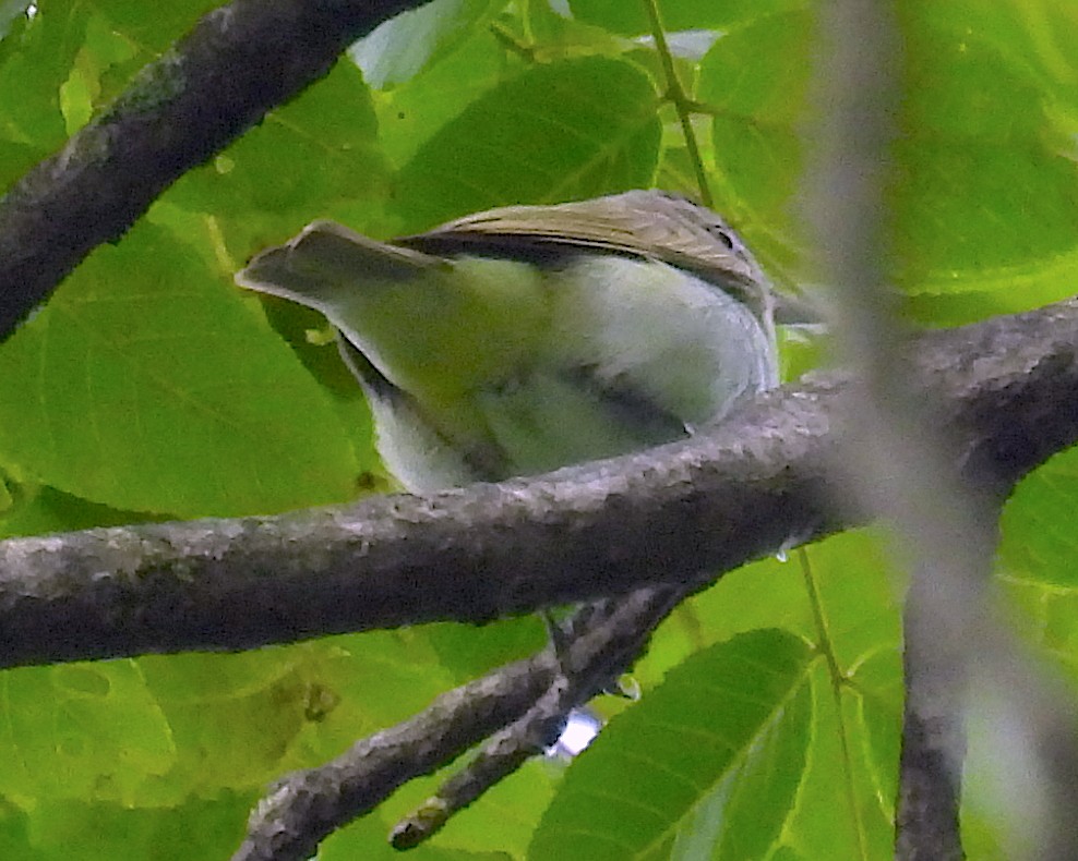 Red-eyed Vireo - ML353440621