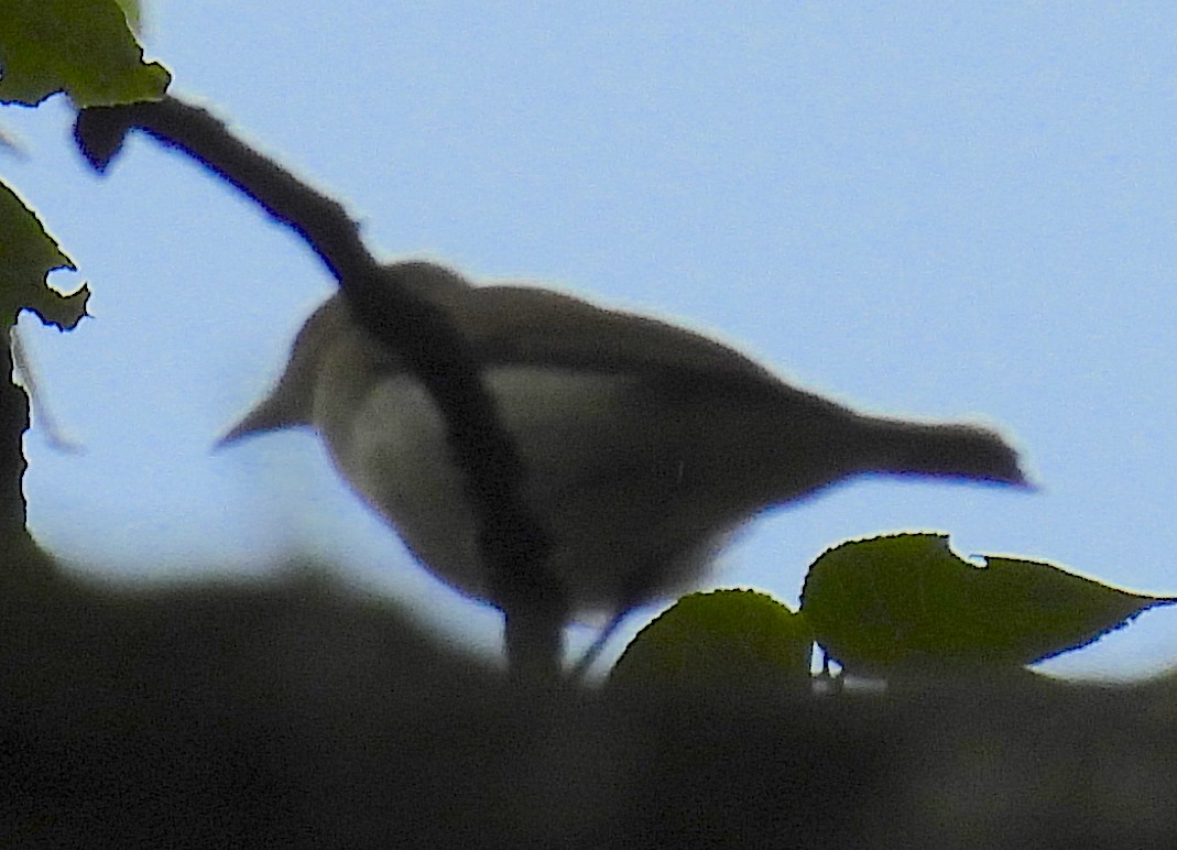 Red-eyed Vireo - ML353440631