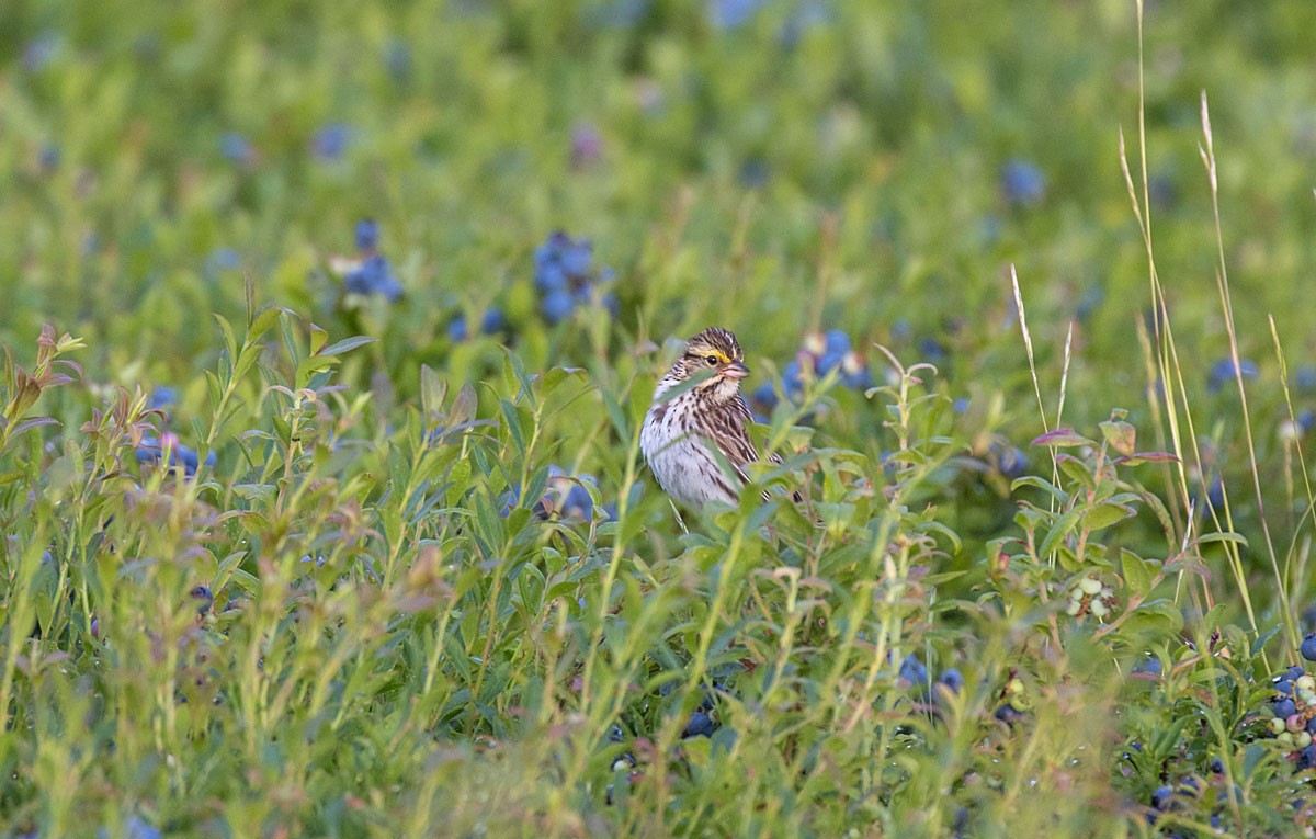 Savannah Sparrow - ML353440751