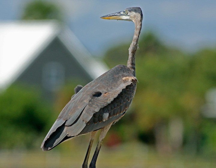 Great Blue Heron - ML35344081