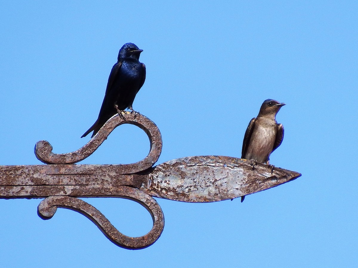 Cuban Martin - Ianela García Lau