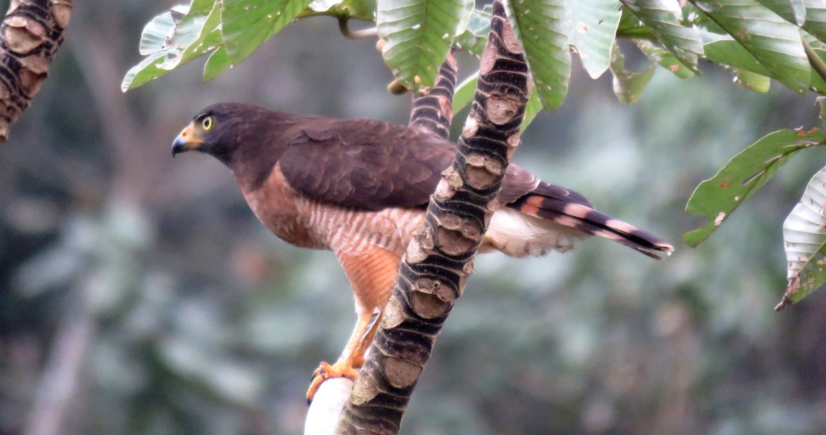 Roadside Hawk - ML35344511