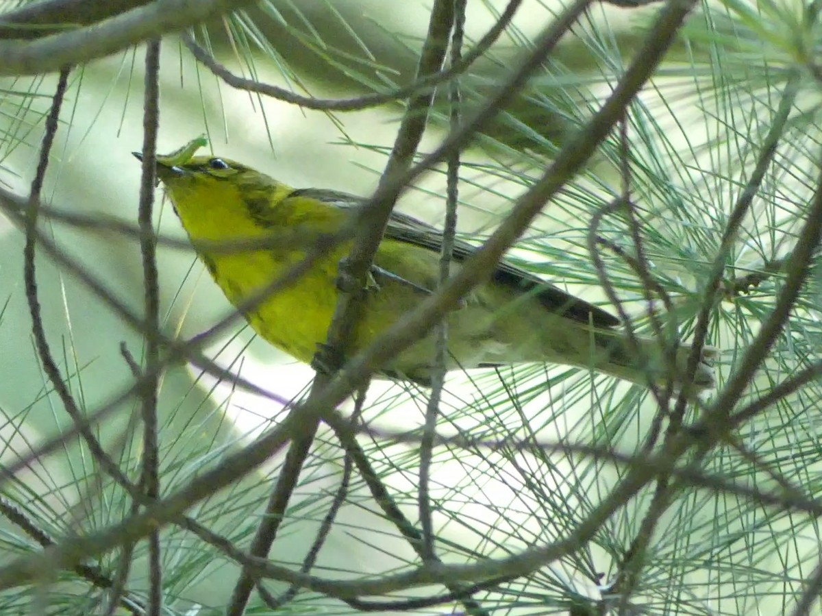 Pine Warbler - ML353445771