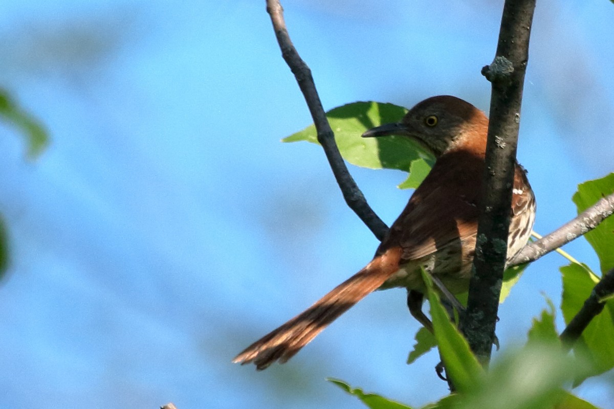 Brown Thrasher - ML353446581