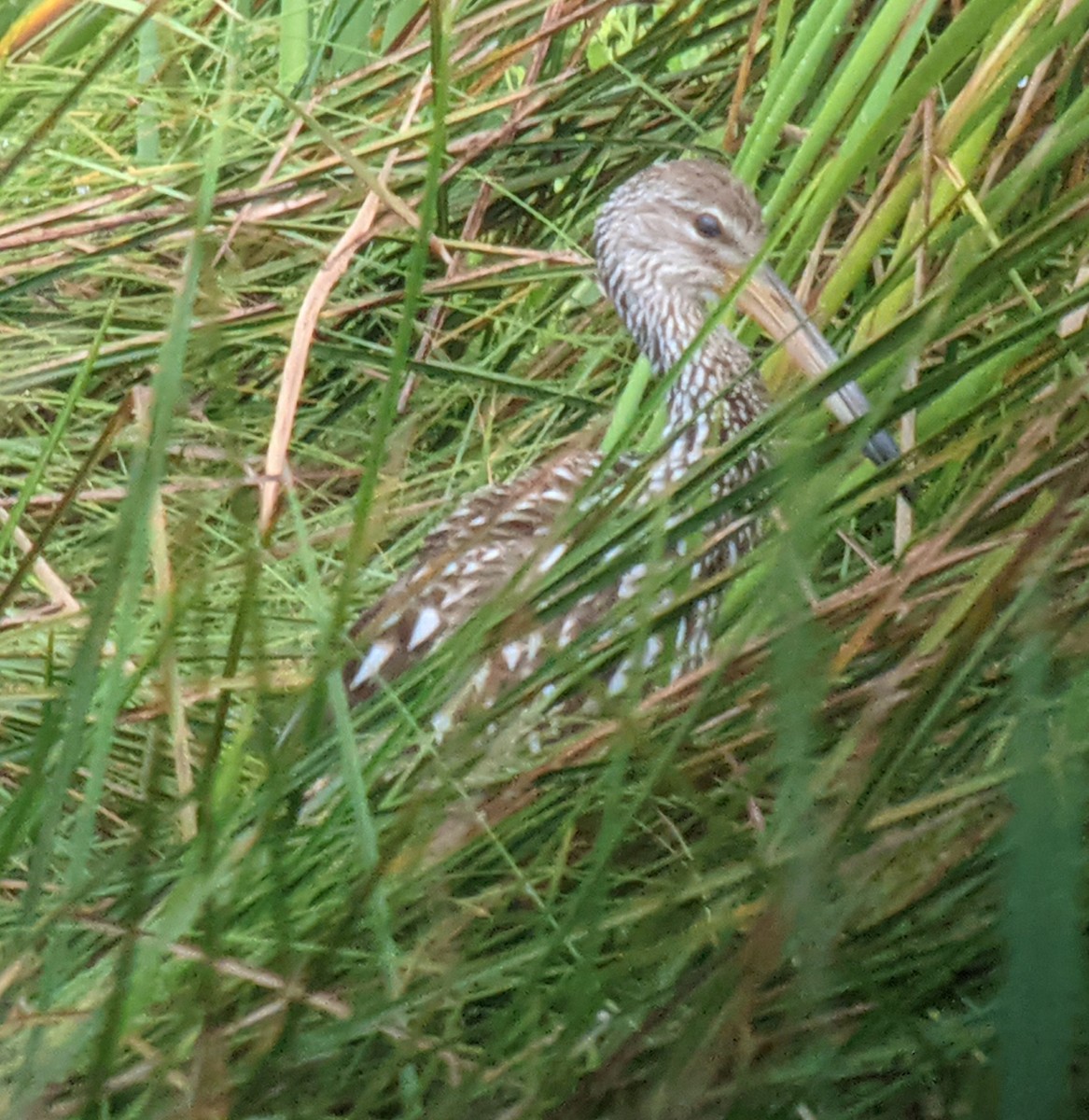 Limpkin - ML353448001