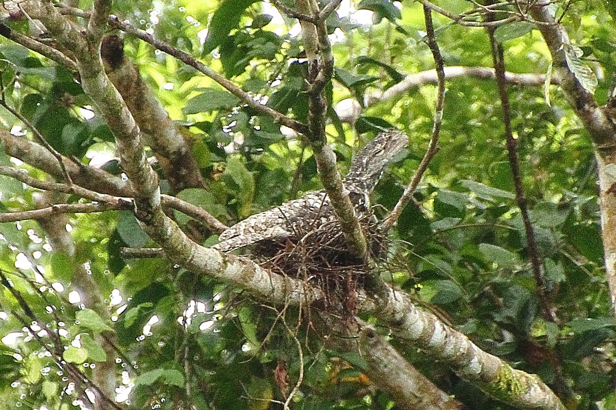 Marbled Frogmouth - ML353448031