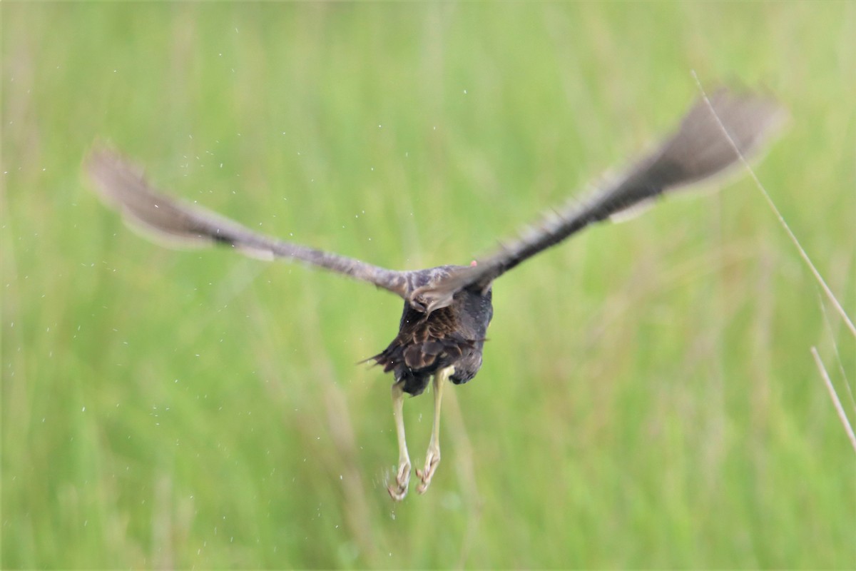 Watercock - Ajay Sarvagnam