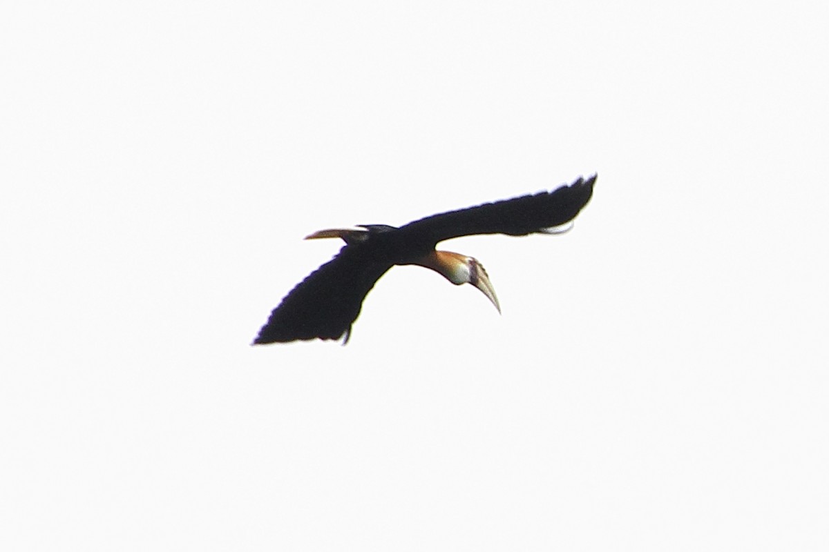 Papuahornvogel - ML353448281