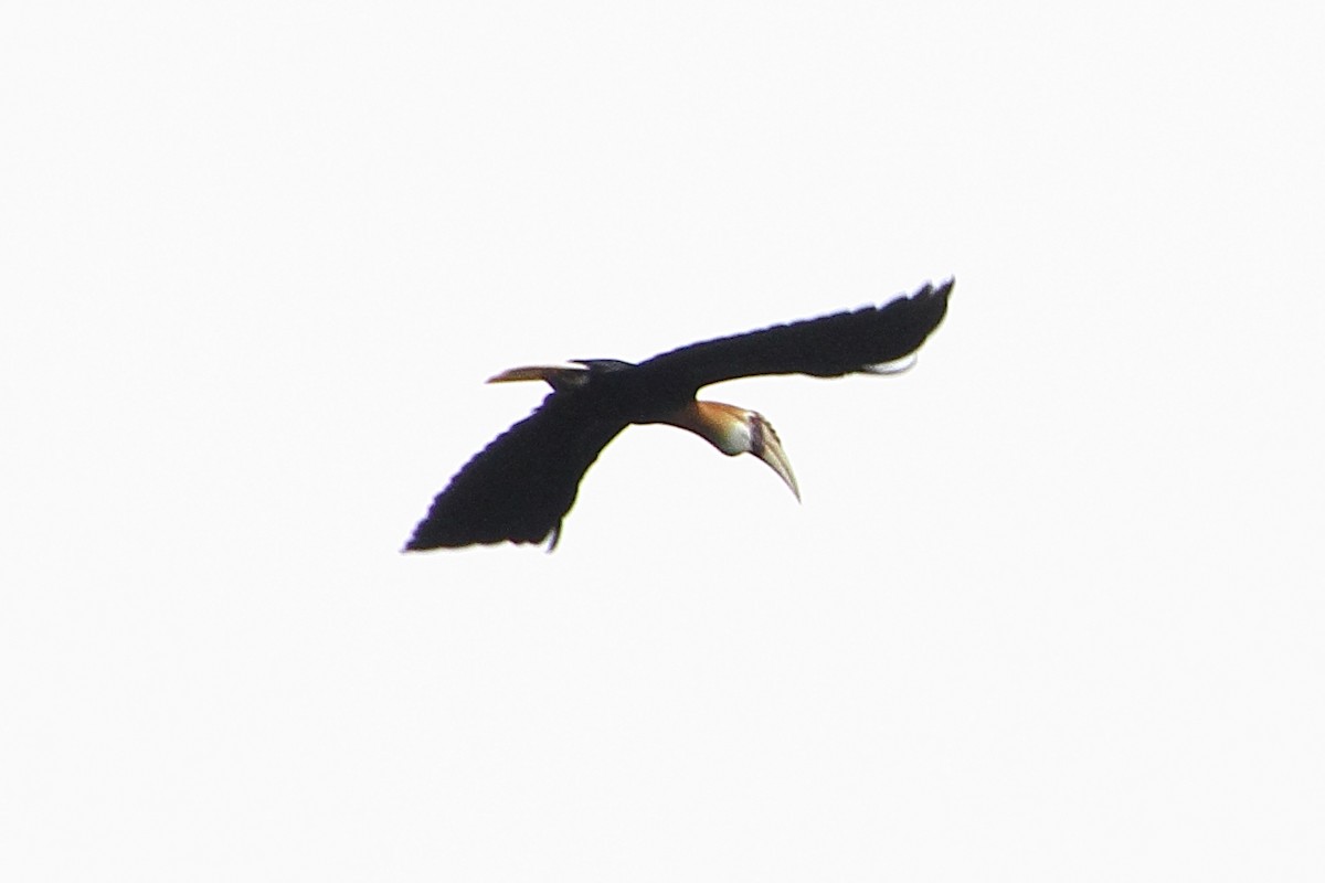 Blyth's Hornbill - ML353448281