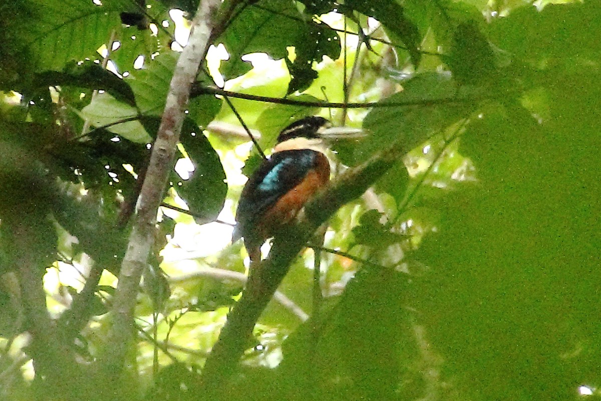 Rufous-bellied Kookaburra - Brian Cox