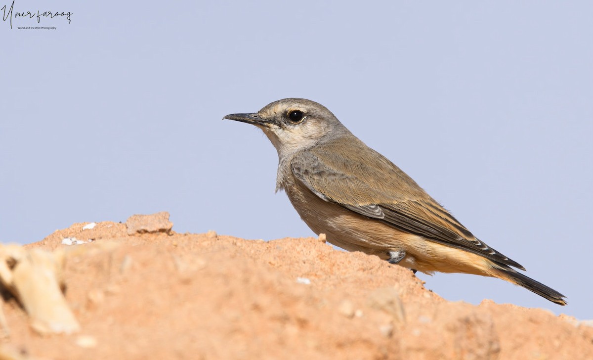 Kurdish/Persian Wheatear (Red-tailed Wheatear) - ML353448421