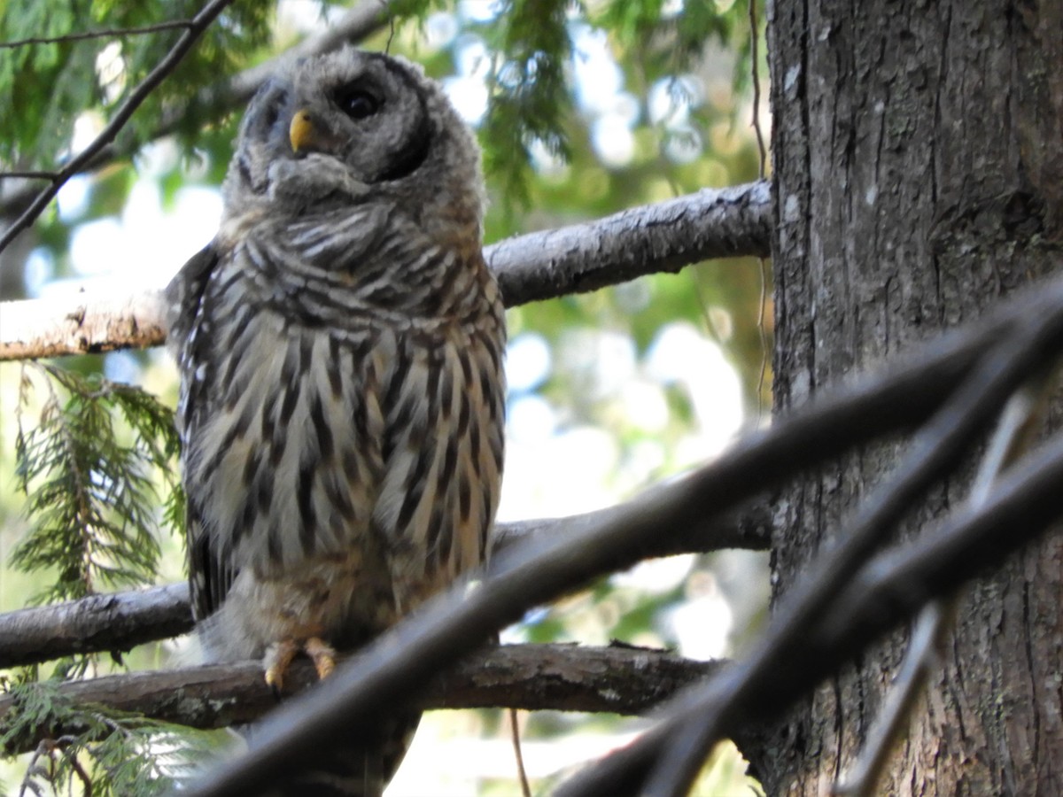 Barred Owl - Russ Petersen