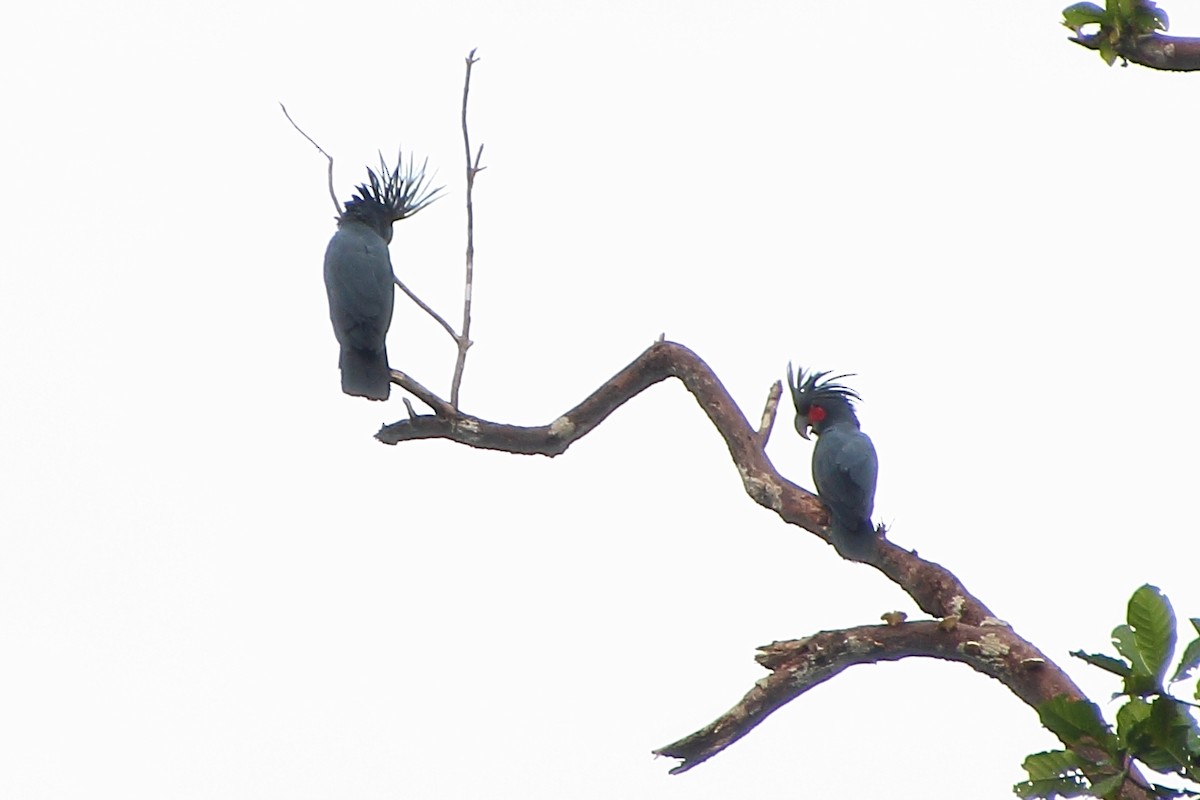 Palm Cockatoo - ML353449211