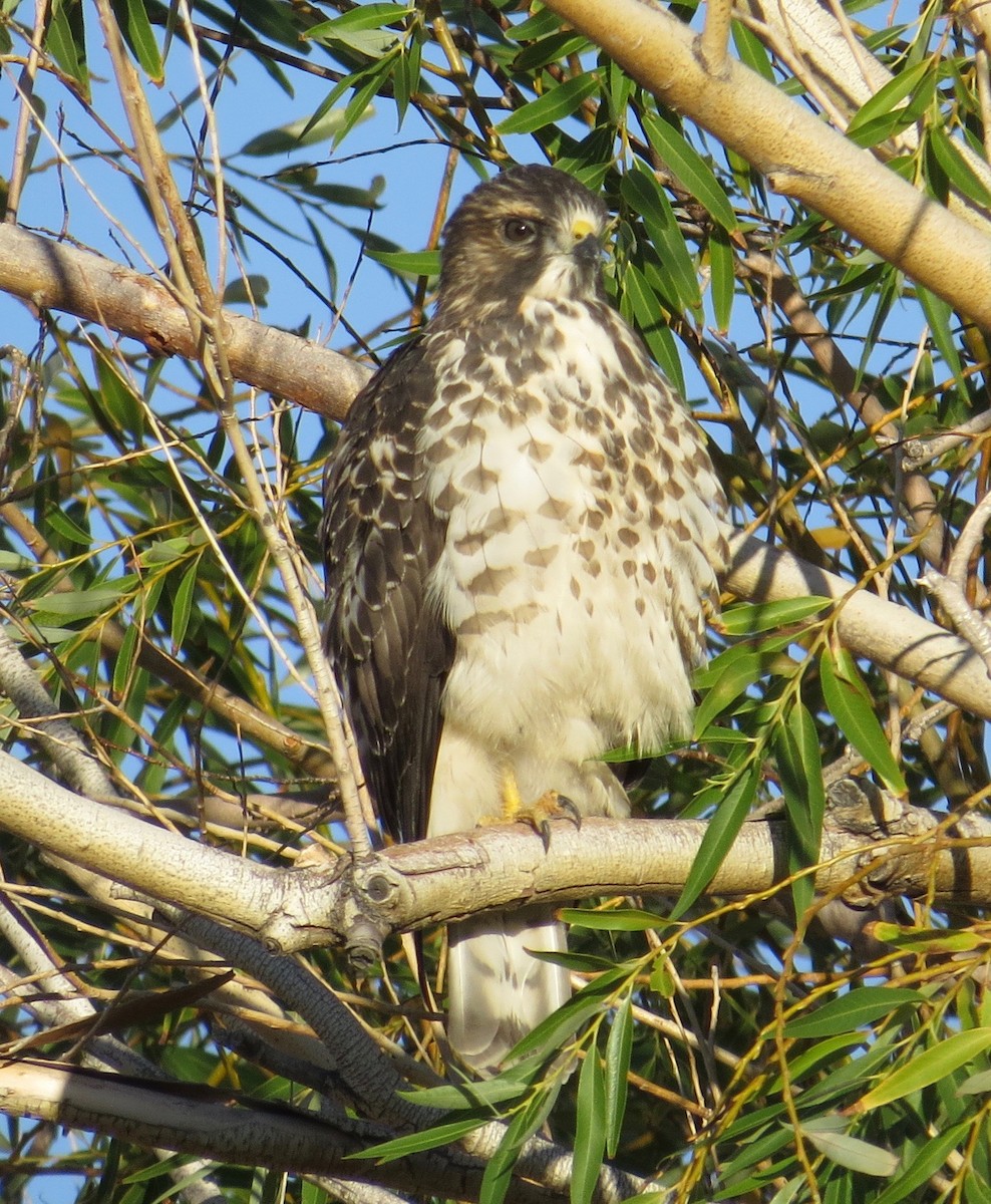 Broad-winged Hawk - Thomas Wurster