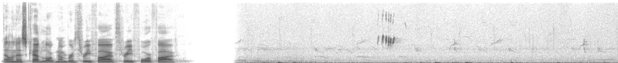 gråkongetyrann - ML35345