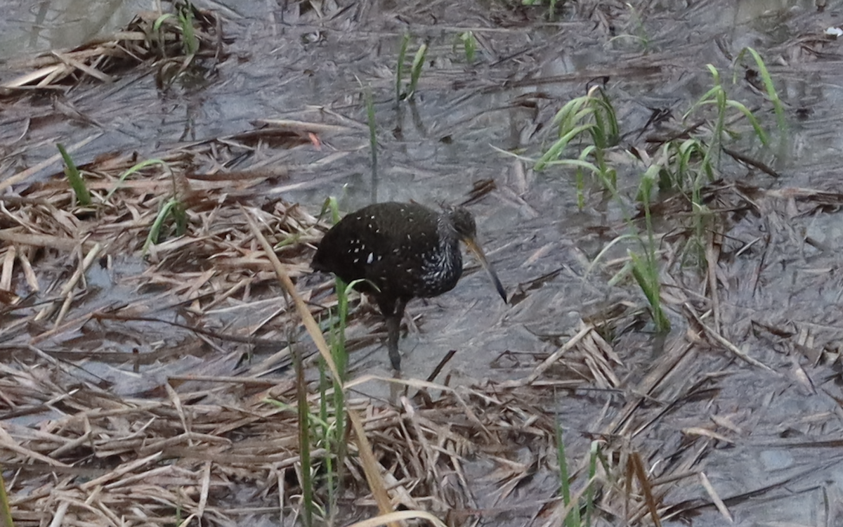 Limpkin - Ricardo Lopez Z.