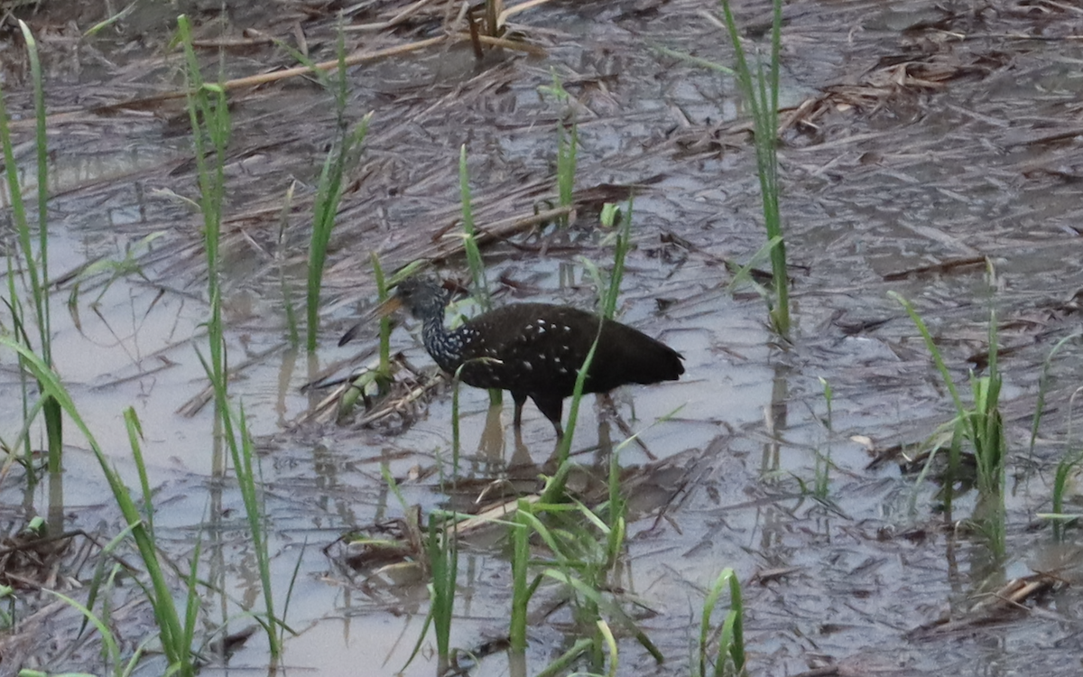 Limpkin - Ricardo Lopez Z.