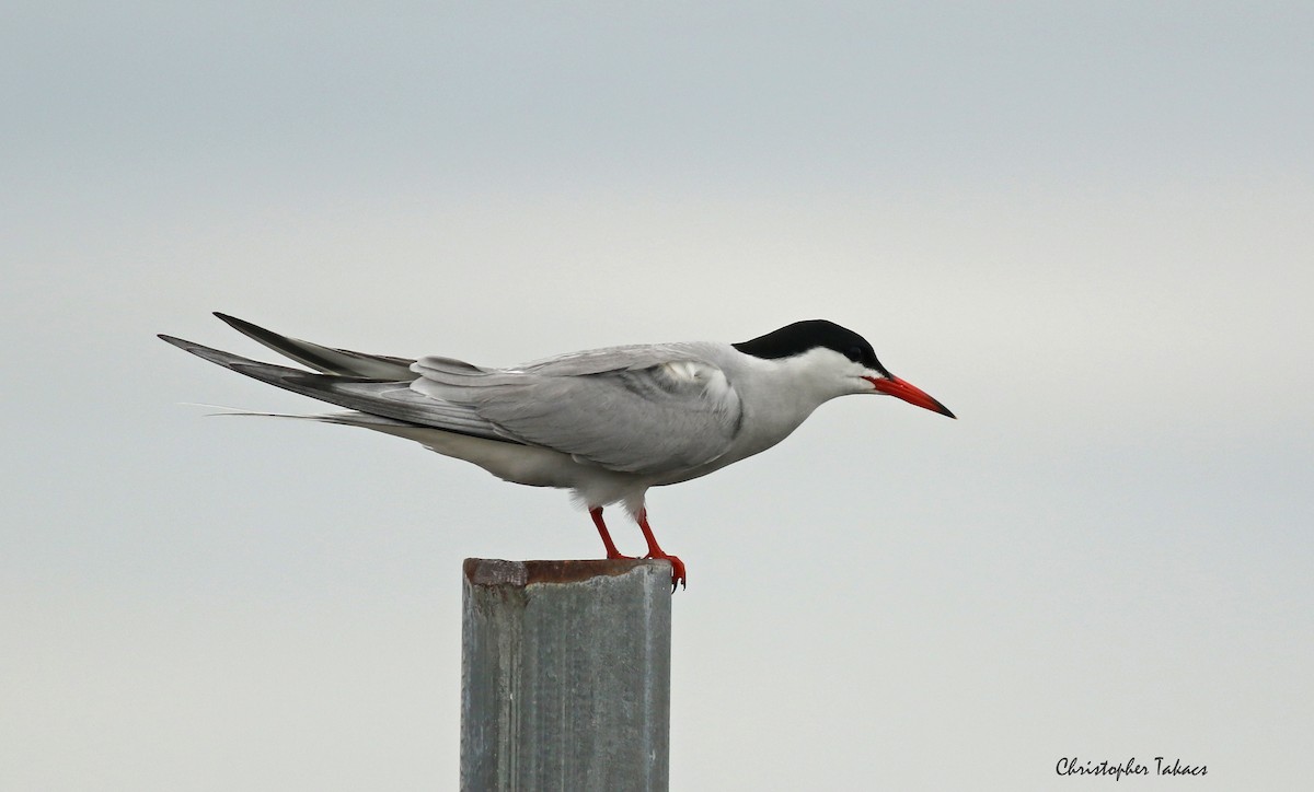 Common Tern - Christopher Takacs