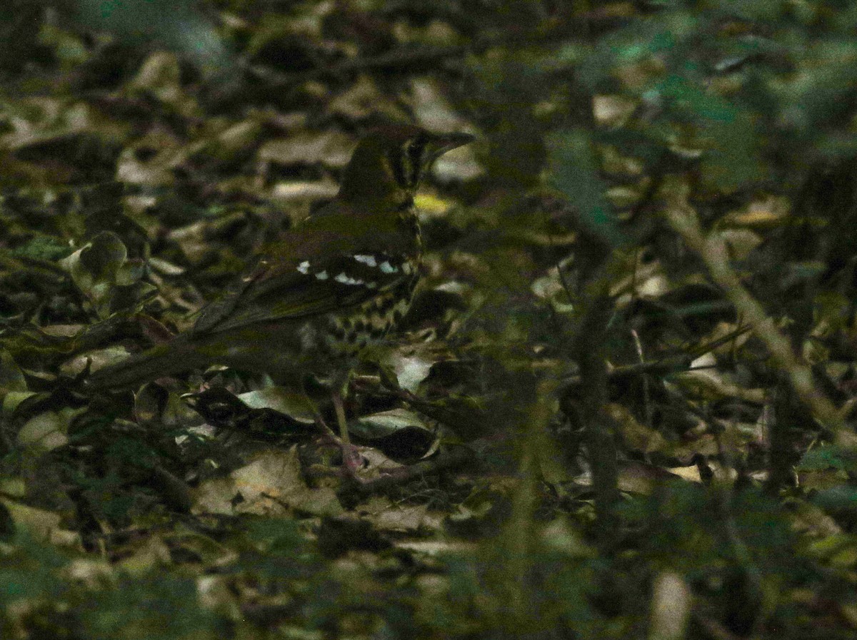 Spotted Ground-Thrush (Spotted) - ML353451821