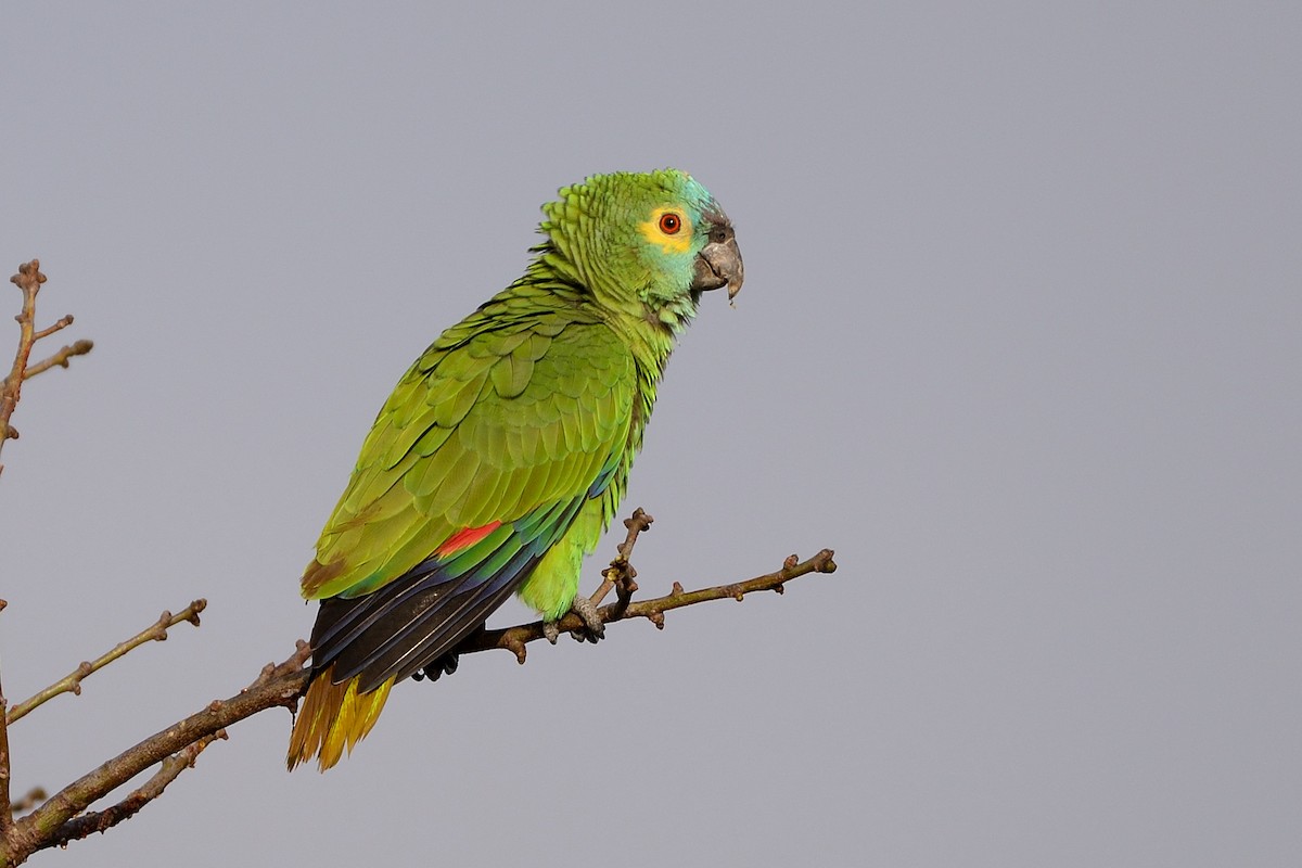Turquoise-fronted Amazon - ML353451841