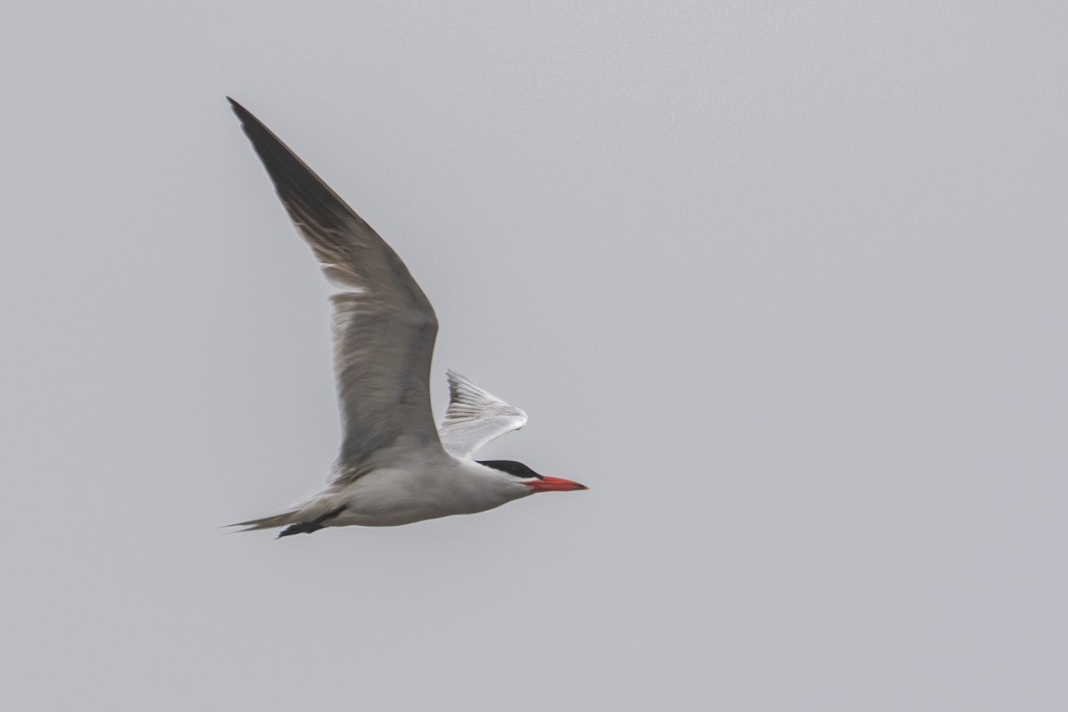 Caspian Tern - Connor Cochrane