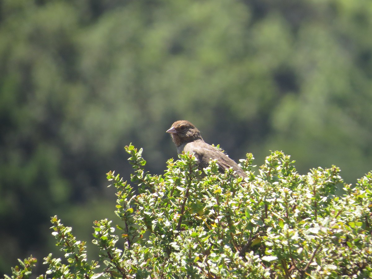 California Towhee - ML353453121