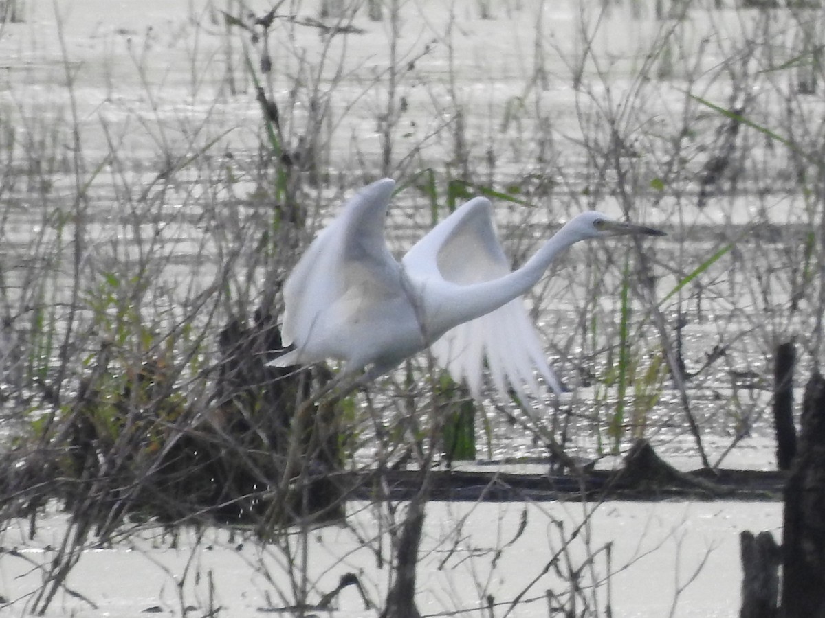 Little Blue Heron - ML353453731