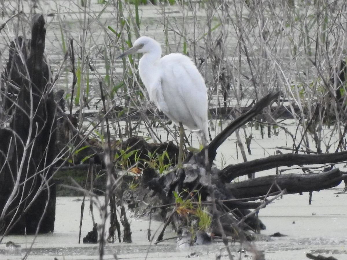 Little Blue Heron - ML353453831