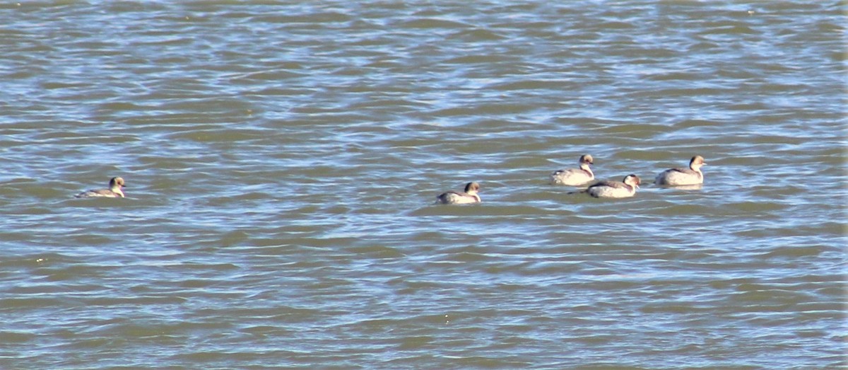 Silvery Grebe - Alma Carolina Perazzoli