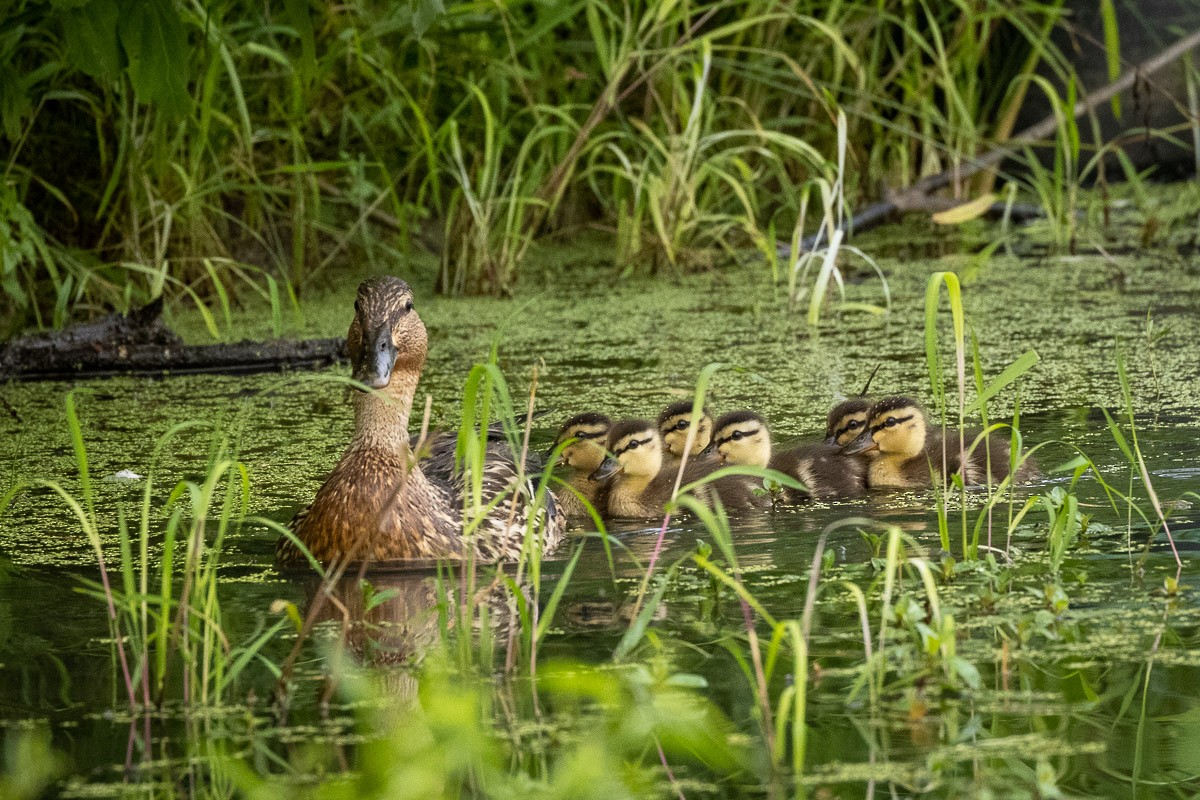 マガモ - ML353457001