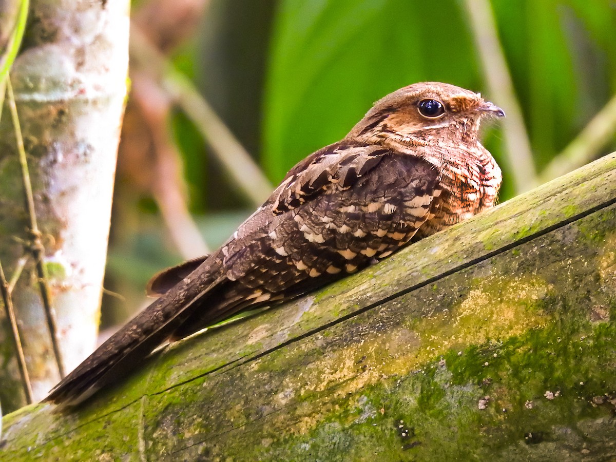 Common Pauraque - Andres Mauricio Henao Quintero