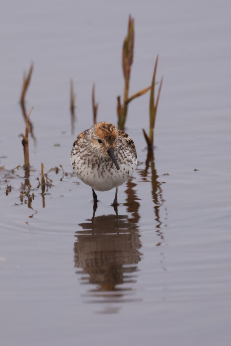 Western Sandpiper - Knut Hansen