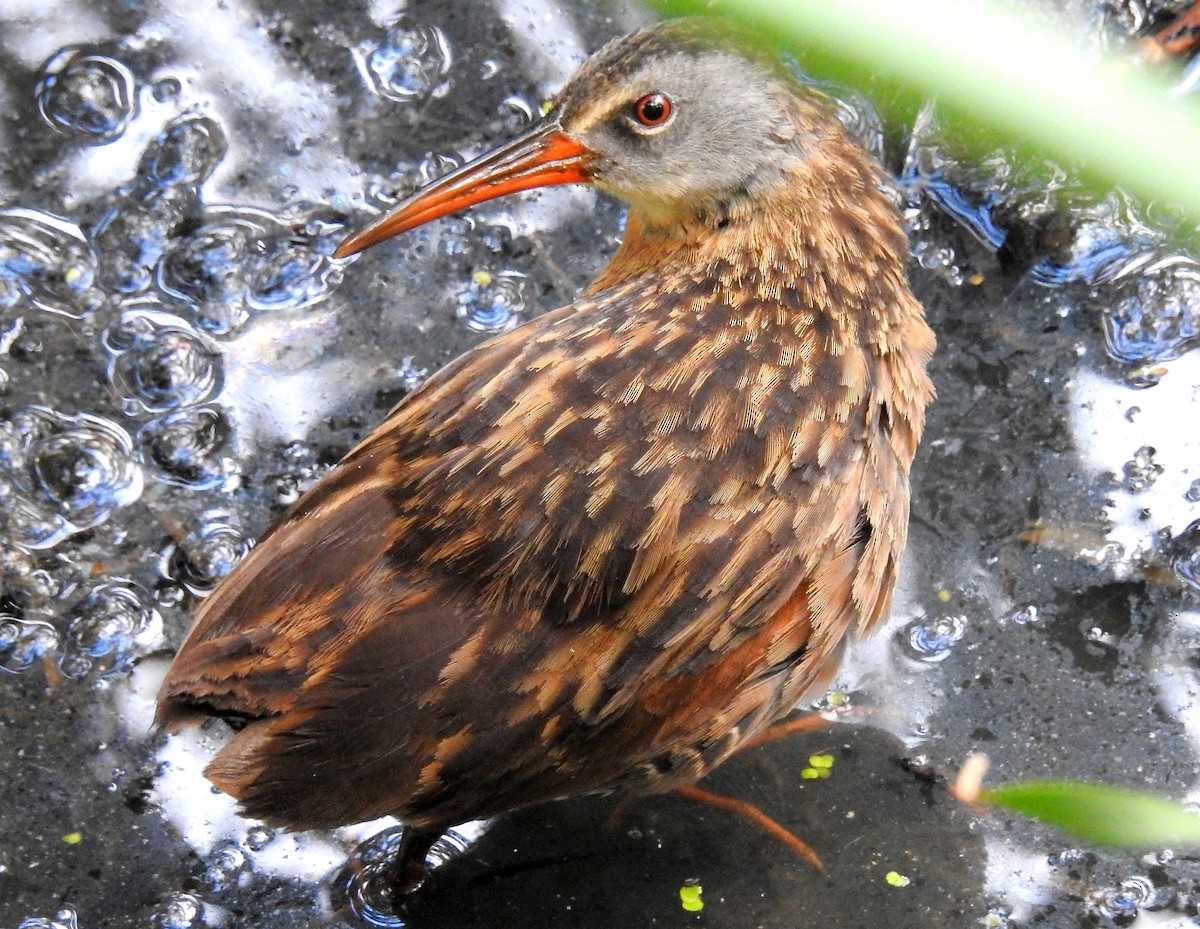 Virginia Rail - shelley seidman