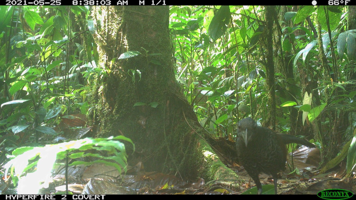 Banded Ground-Cuckoo - ML353460811