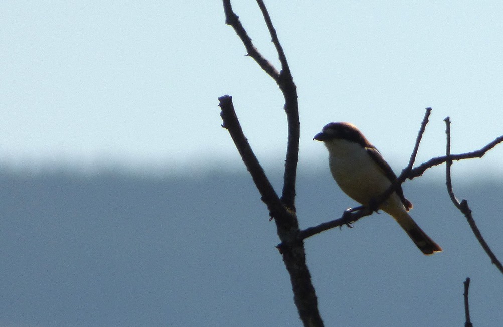 Woodchat Shrike - ML353461491