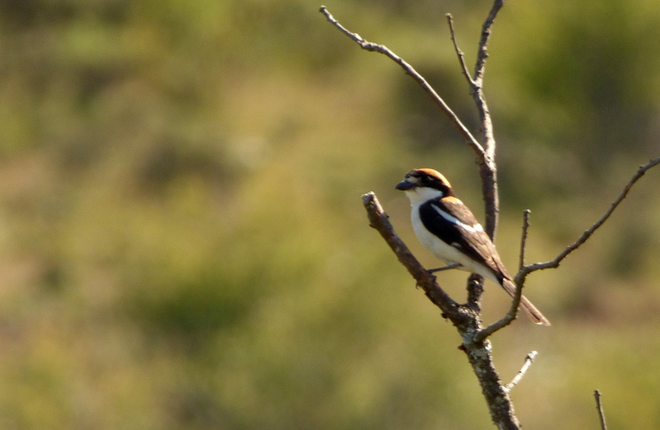 Woodchat Shrike - ML353461501