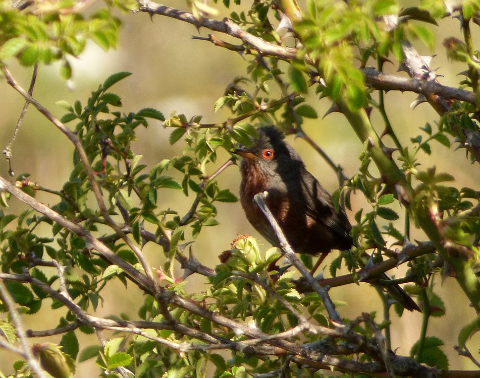 Dartford Warbler - ML353461651