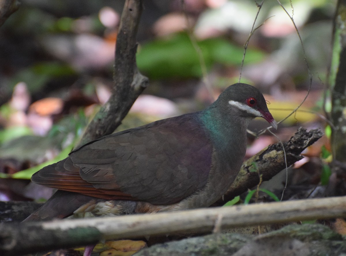 Bridled Quail-Dove - ML353463321