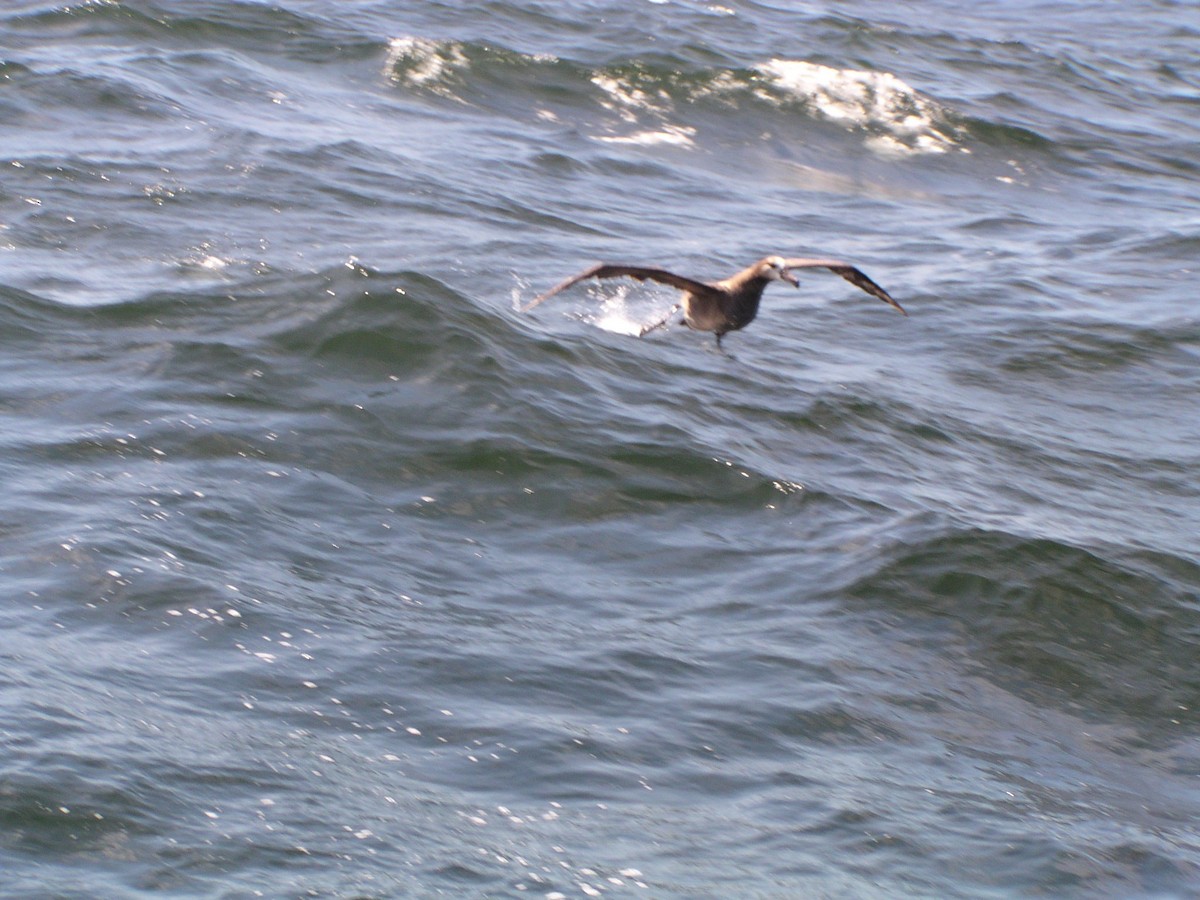 Albatros à pieds noirs - ML353463601